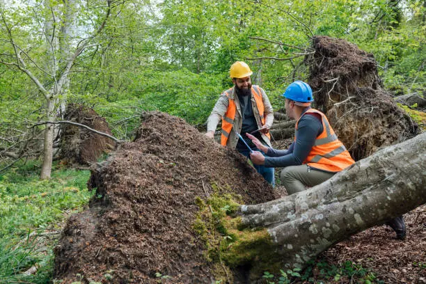 Two workers in safety gear examining a fallen tree in a forest.